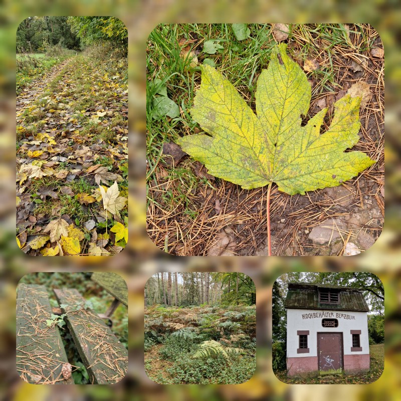 24.10.2023 – Blick vom Berzbuirer Knipp – Seniorenbeirat 24.10.2023 – Blick vom Berzbuirer Knipp – Seniorenbeirat